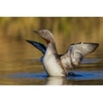 thumbnail image 2 of Archer, Ken 18x13 White Modern Wood Framed Museum Art Print Titled - Red-throated Loon, 2 of 4