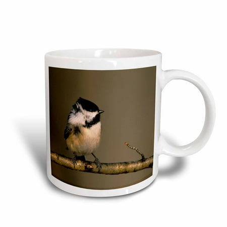 3dRose Michigan. Black-capped chickadee bird, Winter - US23 BJA0119 - Jaynes Gallery, Ceramic Mug, 11-ounce