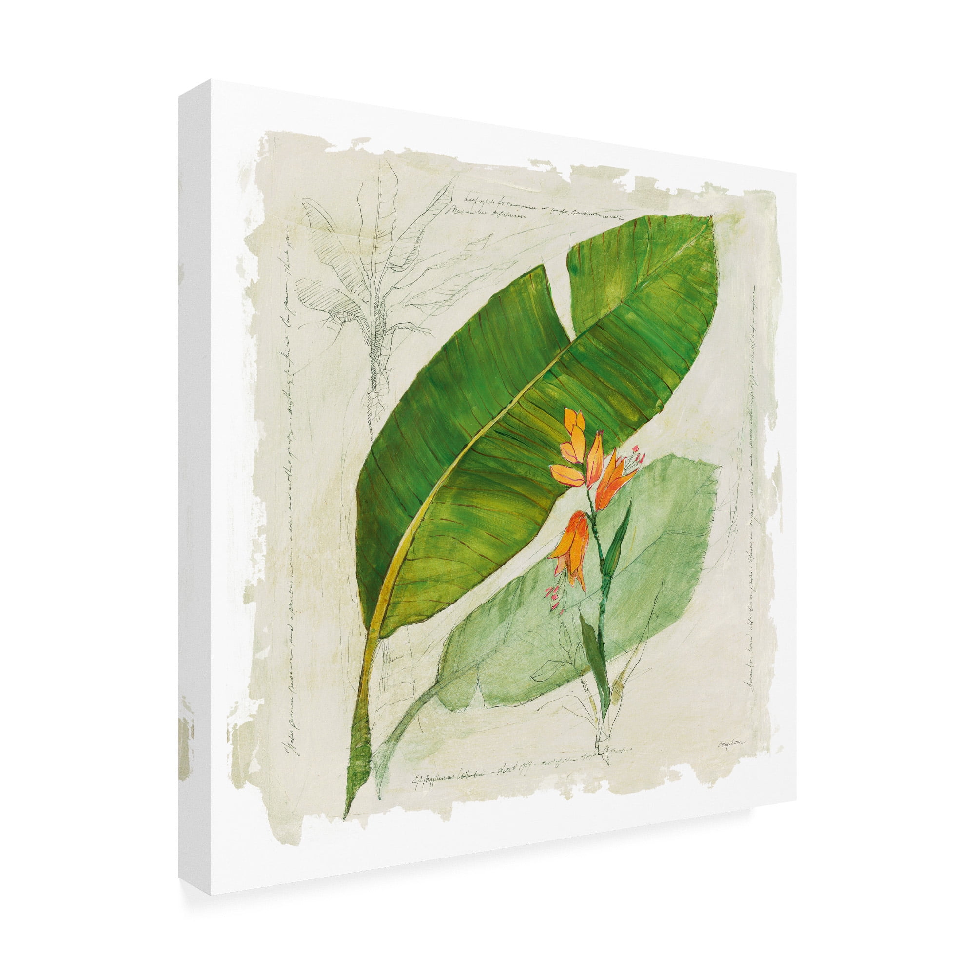 Trademark Fine Art 'Botanical Study I Light' Canvas Art by Avery Tillmon