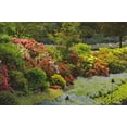 thumbnail image 2 of Grandmaison, Mike 24x17 White Modern Wood Framed Museum Art Print Titled - Canada, BC, Vancouver Blooming flowers, 2 of 4