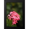 thumbnail image 2 of Millet, Karyn 17x24 Black Modern Framed Museum Art Print Titled - Pink Hydrangea, 2 of 5