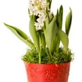 thumbnail image 2 of ProFlora Spanish Moss True Green, 16oz Floral Arranging Supplies, 2 of 6