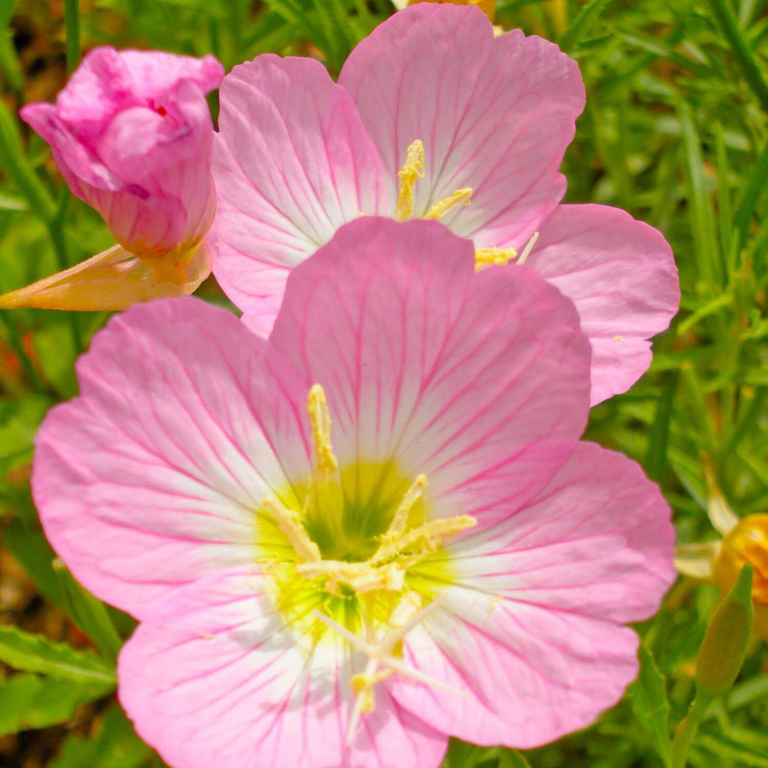 Arkansas Seed Mix