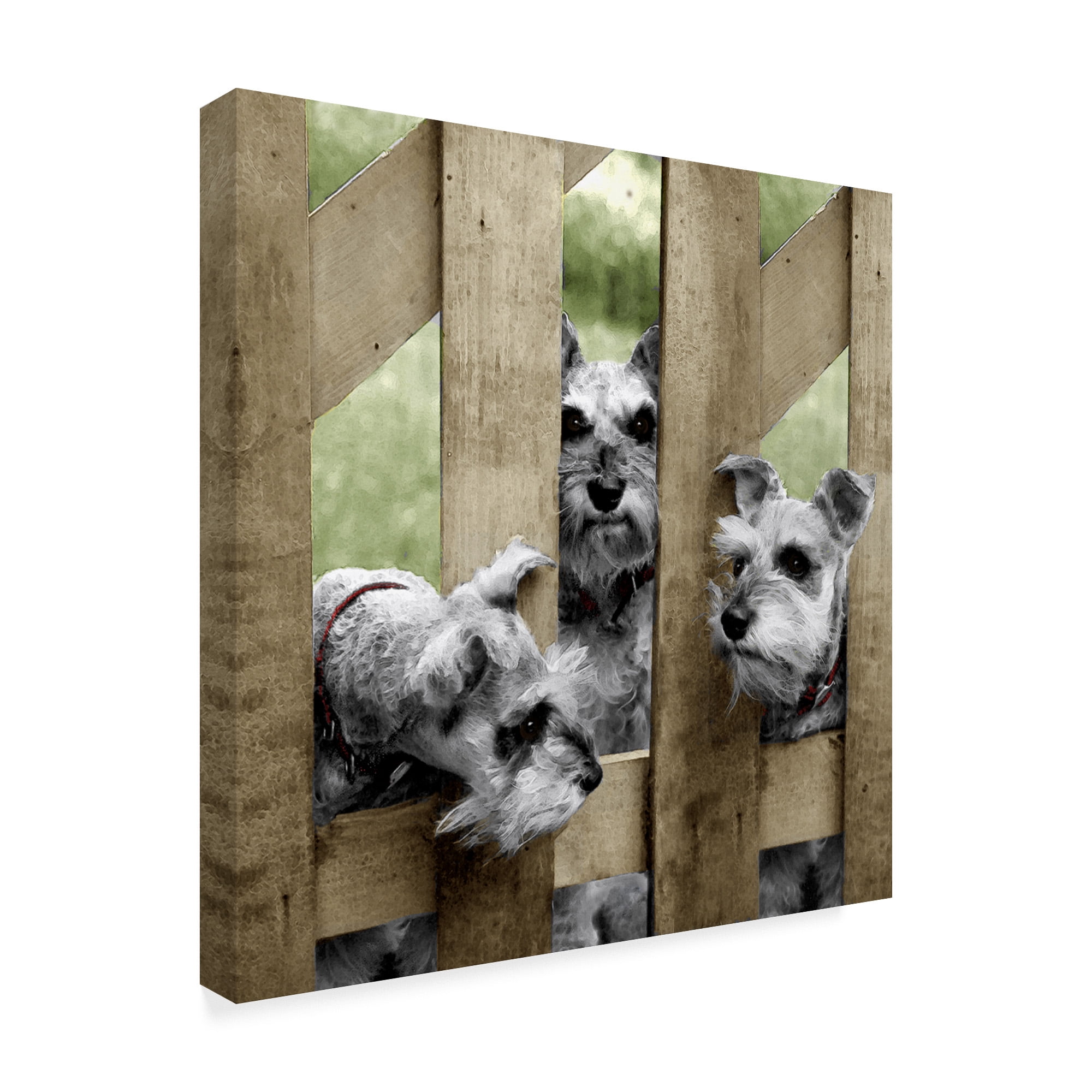 Trademark Fine Art 'Schnauzers' Canvas Art by Sharon Forbes