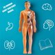 thumbnail image 4 of Modelo de anatomía del cuerpo humano en 3D Juguete de esqueleto de plástico para niños Ayudas para el aprendizaje temprano de la ciencia Educación, 4 of 5