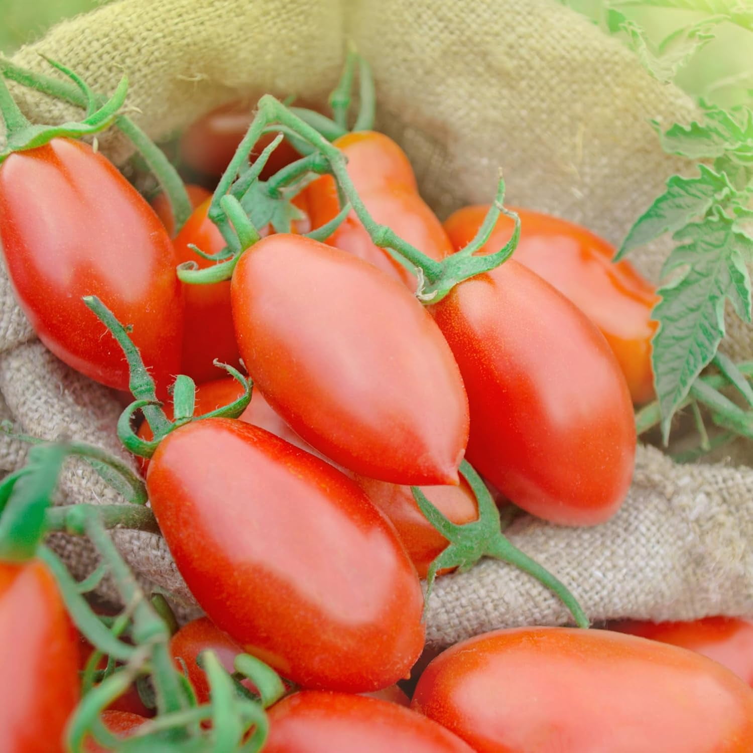 Sanniti Song' E Napule San Marzano DOP Authentic Whole Peeled Plum Tomatoes, 28 Ounce, 6 Pack