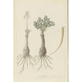 thumbnail image 3 of Robert Jacob Gordon 17x24 Black Modern Framed Museum Art Print Titled - Gethyllis Lanuginose Marloth (Gethyllis Villosa) (Kukumakranka) (1777 - 1786), 3 of 5