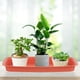 thumbnail image 4 of Maceta Rectangular de 2 uds., bandeja de agua, plato Rectangular para plantas, soporte para macetas de jardín, 4 of 6