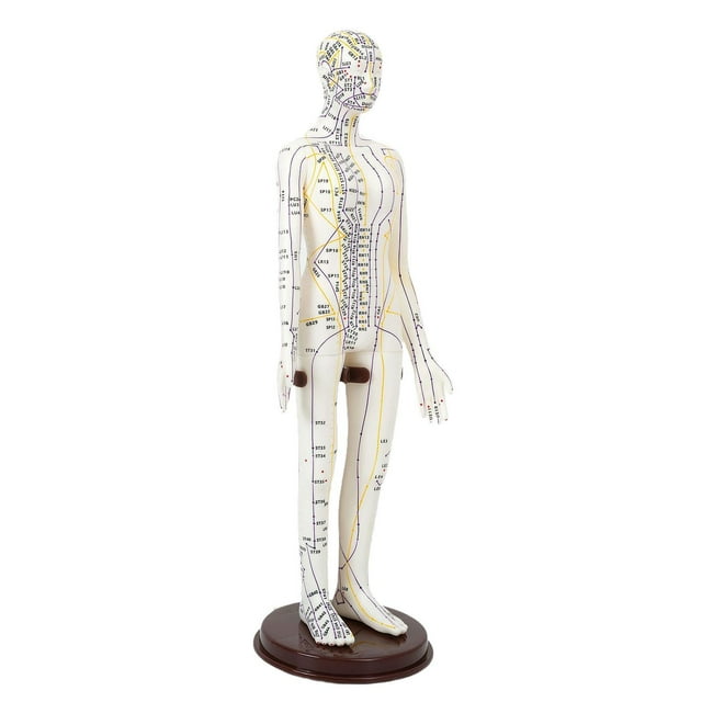 Esquirla Acupuncture Model 20 inch Tall with Stand PVC Versatile Human Practice Model Female Hard