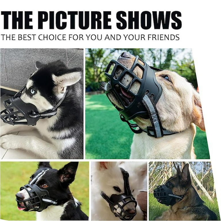 How to get recognized your dog used to a muzzle