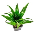 thumbnail image 3 of Josh's Frogs Dracaena Corn Plant - 'Janet Craig', 3 of 5