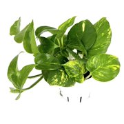 Pothos Golden Easy Air Purifying House Plants, 4 Pot