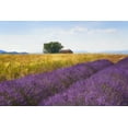 thumbnail image 2 of Jaynes Gallery 24x17 Gold Ornate Wood Framed with Double Matting Museum Art Print Titled - Europe-France-Provence-Valensole Plateau-Lavender and wheat crops with tree and house, 2 of 4
