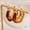 EH12021A, variant on Amber Resin Hoop Earrings for Women 18k Gold Plated - Hypoallergenic Chunky Gold Hoops, Acrylic Tortoise Shell Teardrop Earrings, Lightweight Vintage Jewelry