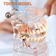 thumbnail image 1 of Modelo de dentista, nuevo estudio de enseñanza dental, modelo de educación dental, suministros dentales, características mejoradas, 1 of 14