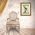 thumbnail image 3 of Lamanche, Stef 11x14 Gold Ornate Wood Framed with Double Matting Museum Art Print Titled - The Plum-Headed Parakeet- After Levaillant, 3 of 4