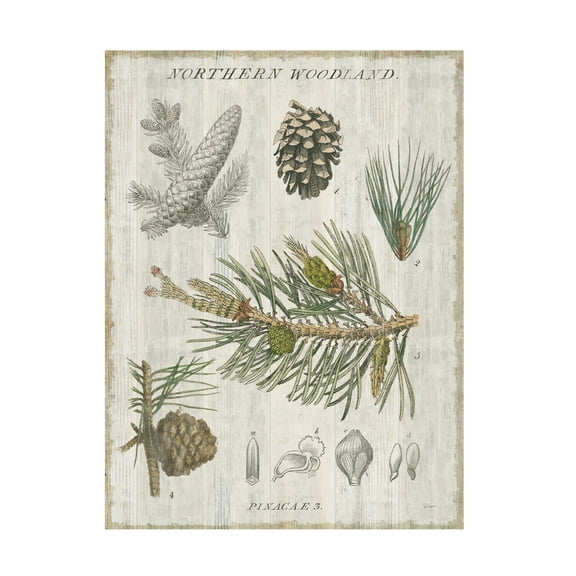 Trademark Fine Art 'Woodland Chart III' Canvas Art by Sue Schlabach