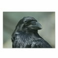 thumbnail image 1 of Black Crow Cutting Board, Macro Photography Style Close up Portrait of Bird with Blurred Backdrop, Decorative Tempered Glass Cutting and Serving Board, in 3 Sizes, by Ambesonne, 1 of 2