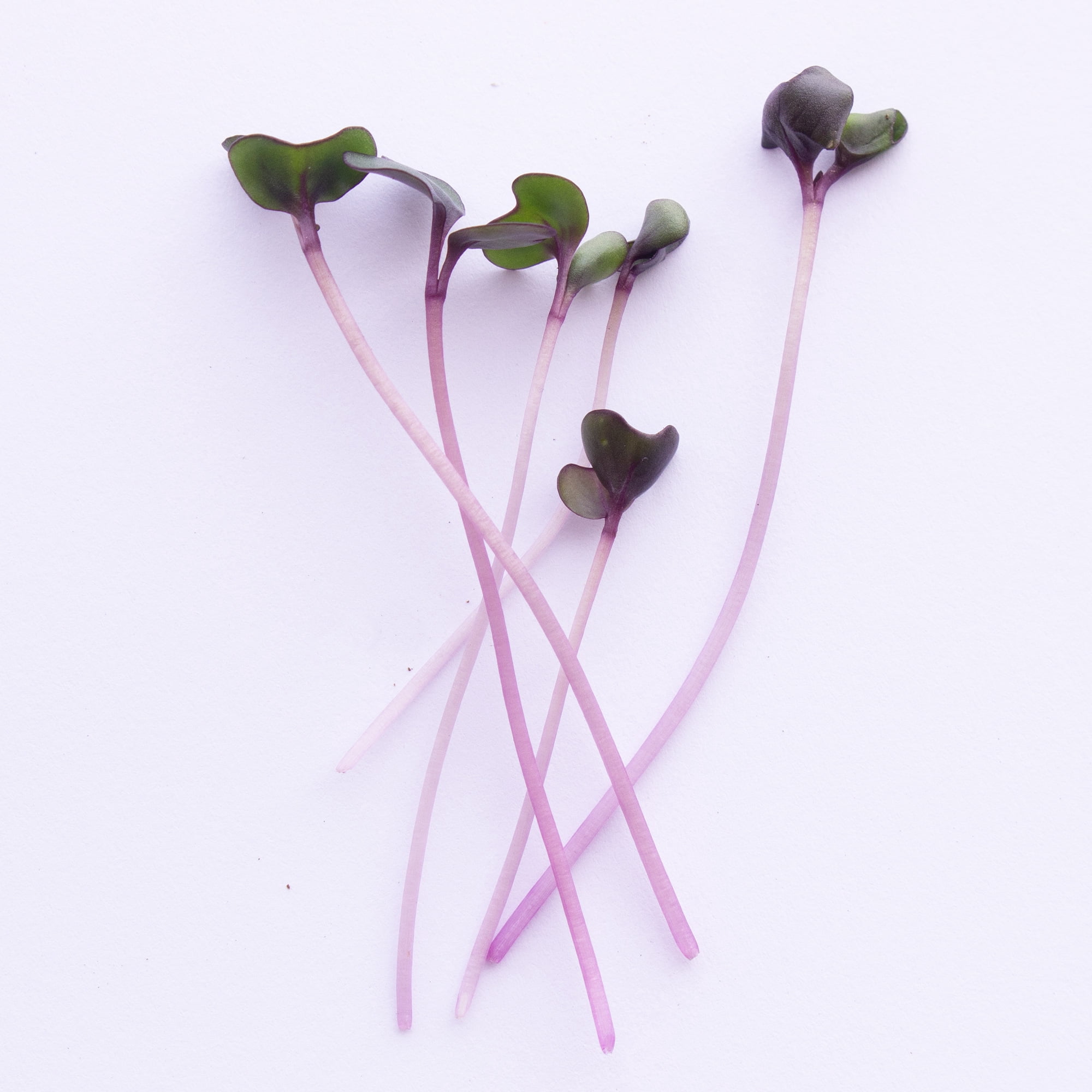Red Cabbage Microgreens Seeds - 1 Lb ~108,800 Seeds - High Germination, Premium Non-GMO Seed for Growing Red Cabbage Micro Greens