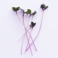 thumbnail image 5 of Red Cabbage Microgreens Seeds - 4 Oz ~27,200 Seeds - High Germination, Premium Non-GMO Seeds for Growing Red Cabbage Micro Greens, 5 of 5