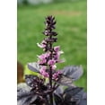 thumbnail image 3 of TomorrowSeeds - Dark Opal Purple Basil Seeds - 6000+ Count - For 2026 Planting Heirloom Non-GMO Thai, 3 of 8