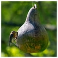 thumbnail image 2 of Everwilde Farms - 1 oz Birdhouse Bottle Gourd Seeds - Gold Vault Bulk Seed Packet, 2 of 3