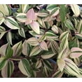 thumbnail image 2 of Rainbow Tradescantia - 6" Hanging Basket - Easy House Plant, 2 of 2