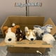 thumbnail image 2 of Jellycat dachshund schnauzer fox terrier muñeca animal cómoda regalo para niñas, 2 of 5