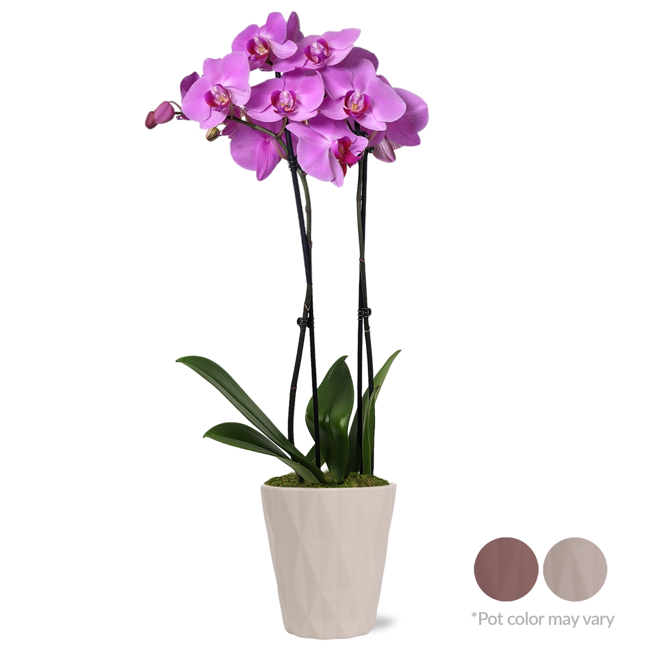 Just Add Ice Live Plant 16-30" Tall Premium Pink Purple Orchid in 5" Decorative Clay Pot