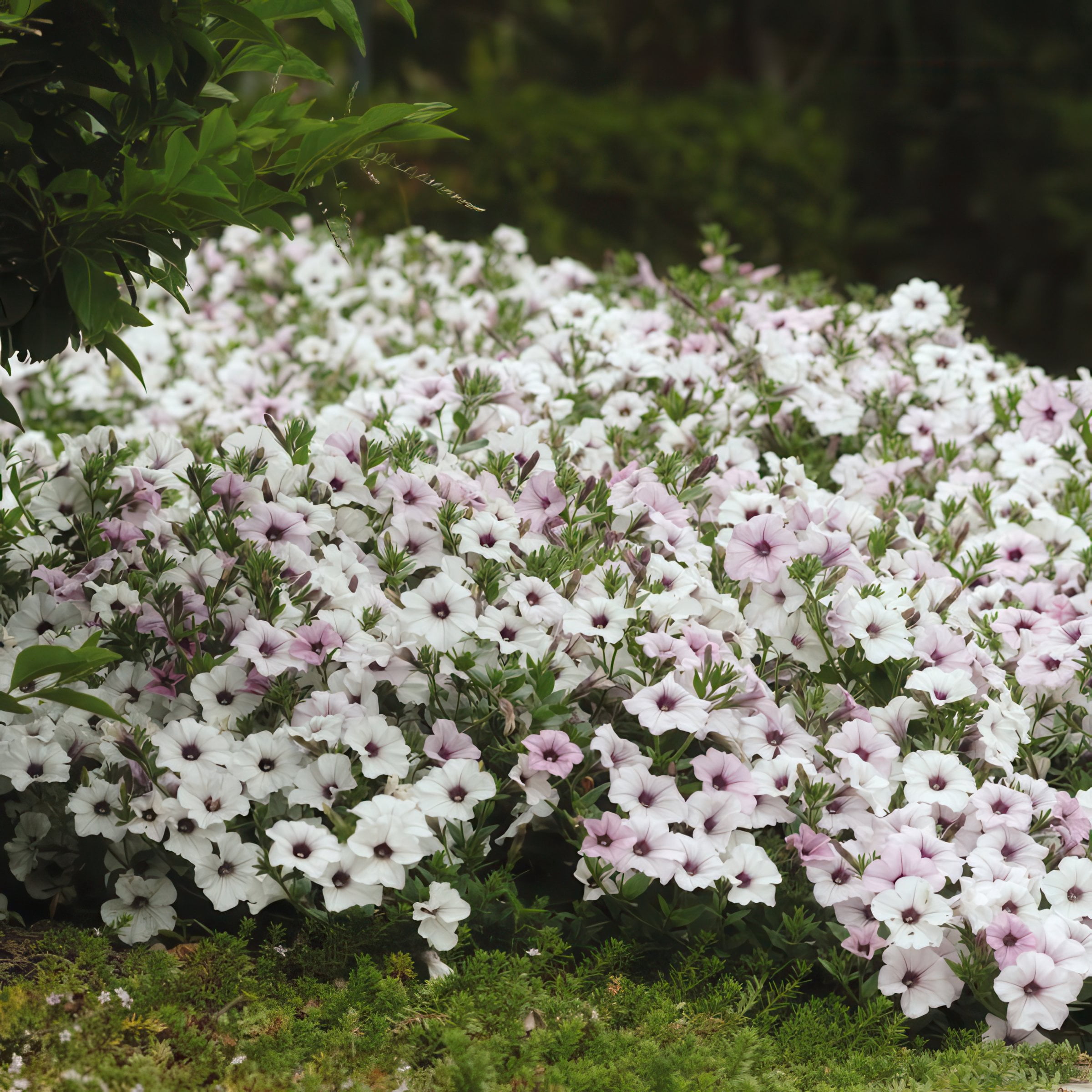 4 in. Petunia Tidal Wave Silver Live Annual Plant with White Flowers (3-Pack)