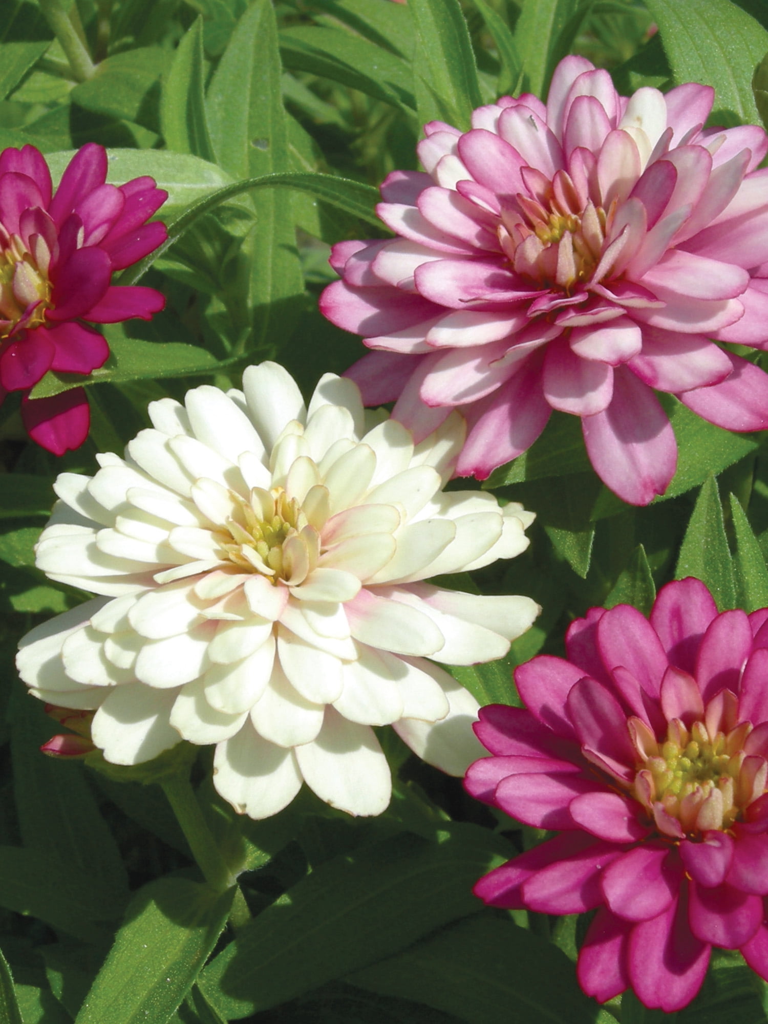 Burpee Exquisite Zinnia Flower Seed