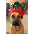 thumbnail image 3 of Gorro de elfo navideño Funiverse Bulk, paquete de 12 con cascabel, 3 of 7