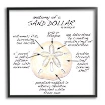 Stupell Industries Informative Sand Dollar Learning Chart Nautical Education Graphic Art Black Framed Art Print Wall Art, Design by Dishique