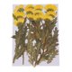 thumbnail image 2 of Crisantemo Secas Reales Naturales Sunnimix 12 Piezas con Hojas Secas Amarillo, 2 of 8