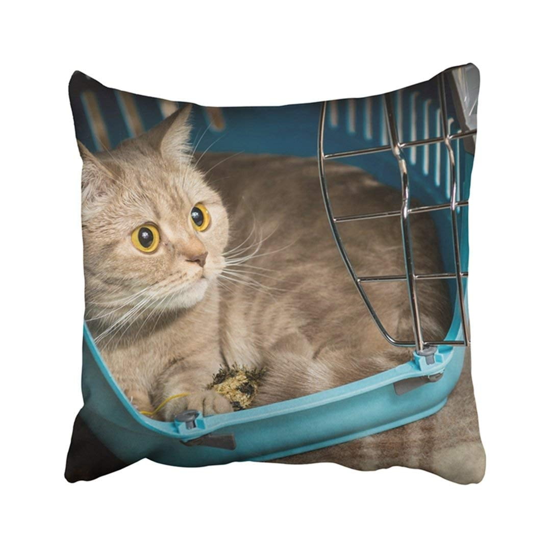 BPBOP Travel Cat Sits Inside Pet Carrier Transport Animal Cage Kitten