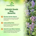 thumbnail image 3 of Outsidepride Nepeta MussiniiITSC&nbsp;Catmint Seeds - 2000 Seeds Perennial, Heat & Tolerant Flower Seeds for Planting Fragrant Blue Blooms, Alternative Fresh Catnip for Cats and Attracts Pollinators, 3 of 3