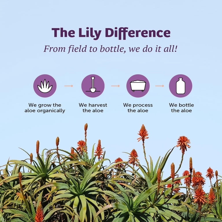 Lily Of The Desert Aloe Vera Gelly, 99% Organic with Vitamins photo 7