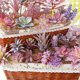 thumbnail image 3 of 12 Uds. Cabezas de flores suculentas de simulación de serie púrpura, accesorios creativos de diseño DIY, plantas verdes artificiales, 3 of 5