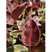 Ficus elastica Ruby Variegated Rubber Tree 4 Inch Pot