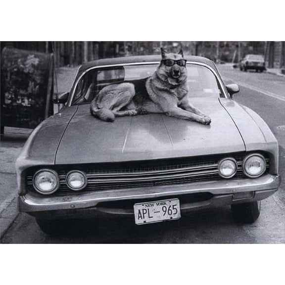 Avanti Press Dog On Hood Of Car Funny German Shepherd Birthday Card