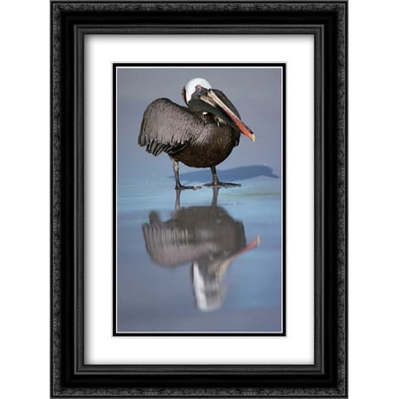 Brown Pelican, Turtle Bay, Santa Cruz Island, Galapagos Islands, Ecuador 2x Matted 18x24 Black Ornate Framed Art Print by De Roy, Tui