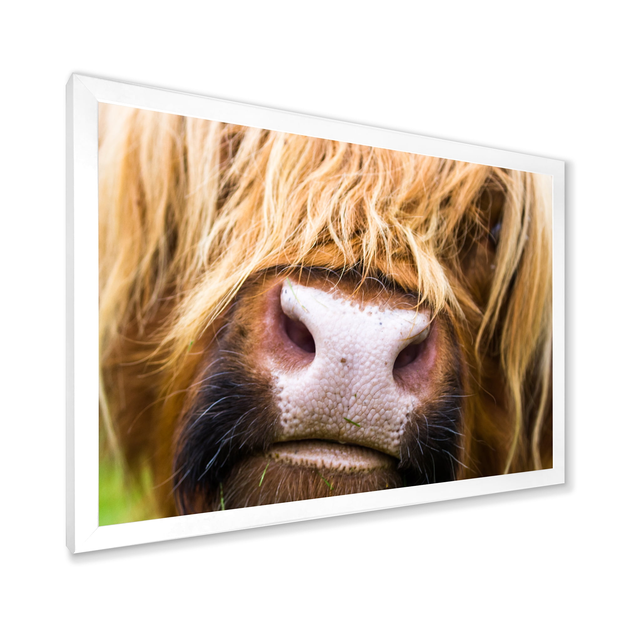 Designart 'Close-Up Highland Cattle' Farmhouse Framed Art Print