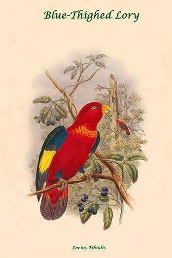 Lorius Tibialis - Blue-Thighed Lory-Fine Art Canvas Print (20