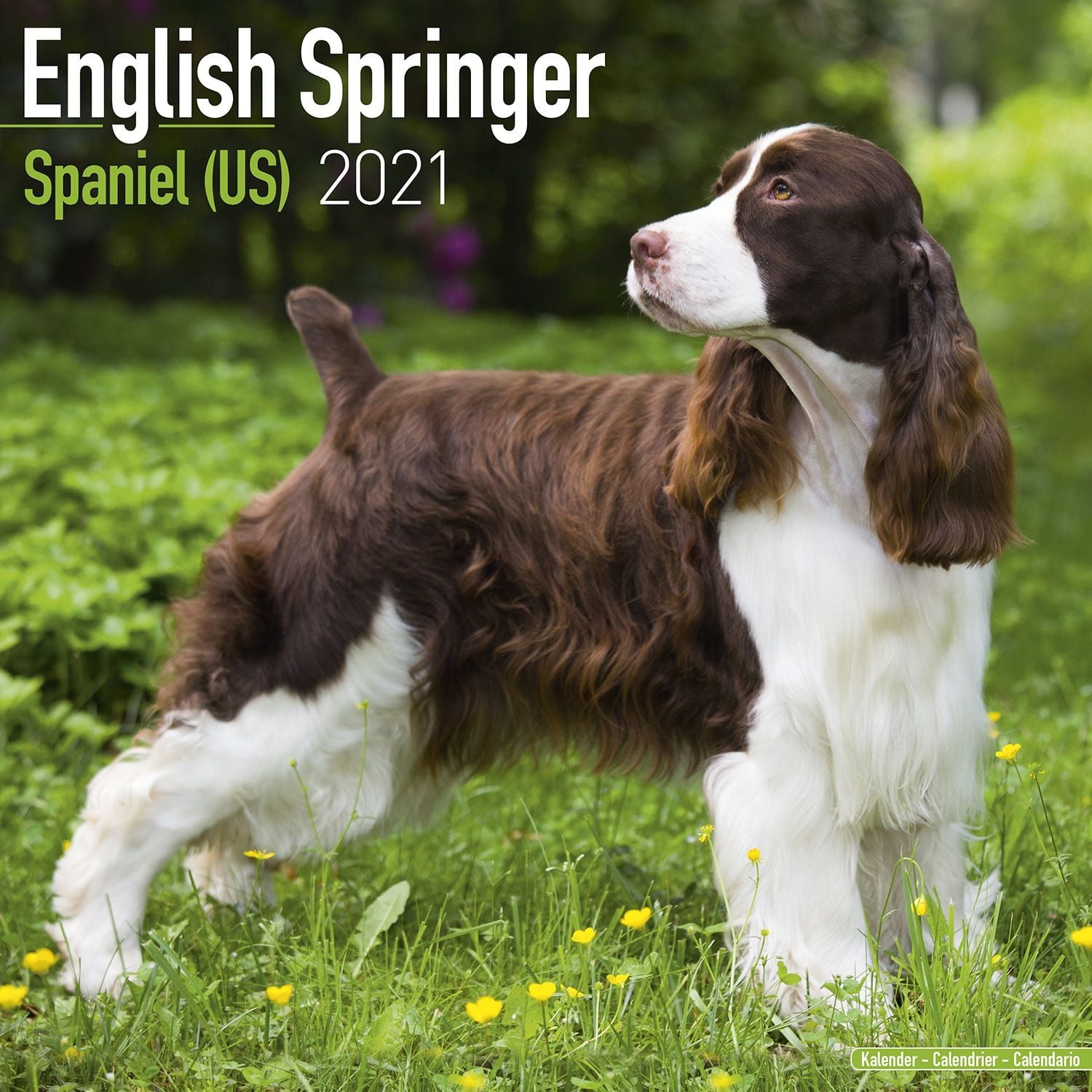 english-springer-spaniel-calendar-2021-english-springer-spaniel-dog
