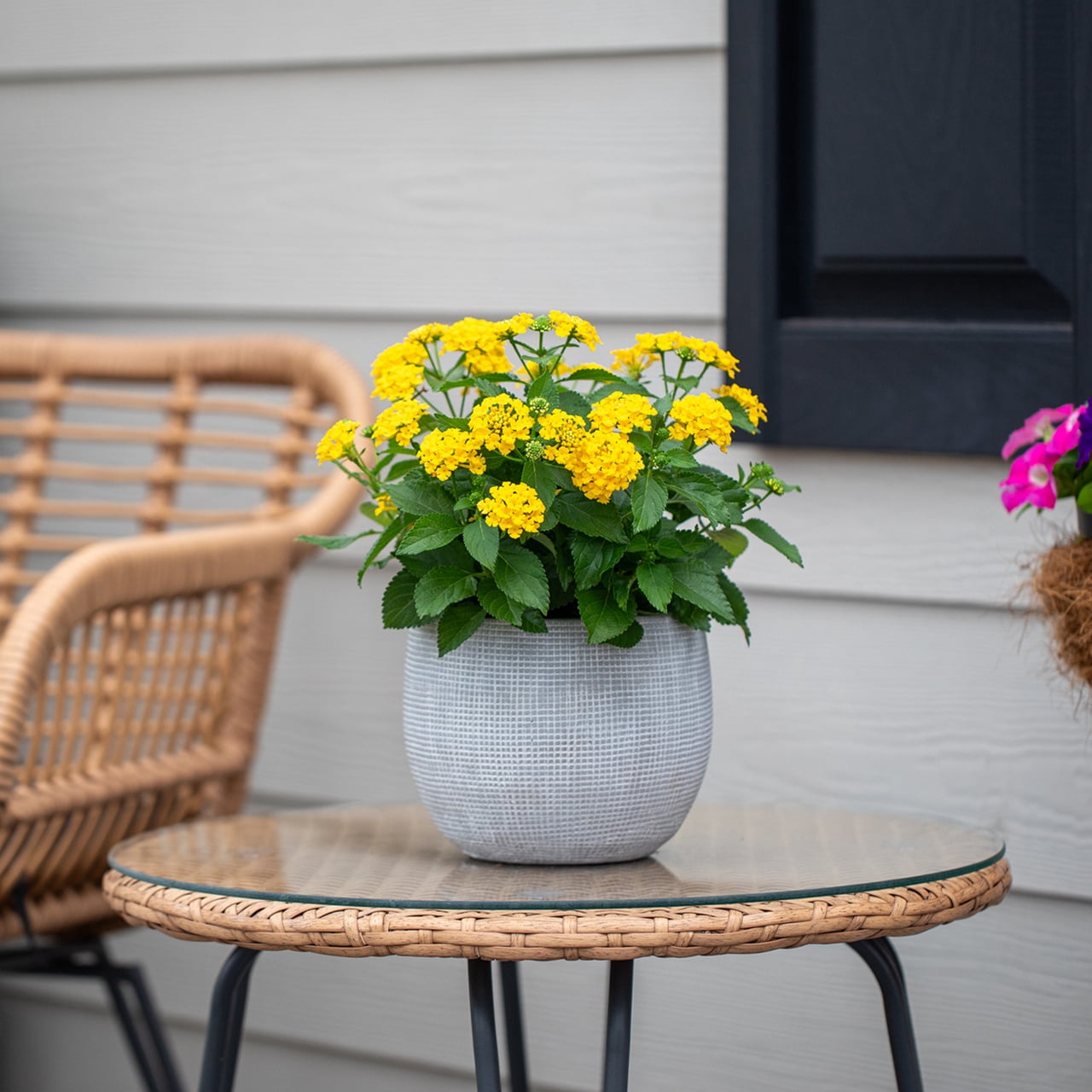 Expert Gardener 2QT Lantana Yellow Live Annual Plant Sun 3-Pack