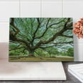 thumbnail image 2 of Nature Cutting Board, Magnificent Rain Tree in Thailand with Long Branches Rural Scenery Growth Picture, Decorative Tempered Glass Cutting and Serving Board, Small Size, Brown Green, by Ambesonne, 2 of 5
