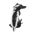thumbnail image 1 of Midlee Skunk Dog Costume (X-Large), 1 of 4