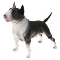 thumbnail image 4 of Figura de perro realista, juguete para , Bull Terrier, dinosaurio, Bully, Pitbull, perfke  Juguete de figura animal, 4 of 8