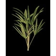 thumbnail image 2 of Vision Studio 26x32 White Modern Wood Framed Museum Art Print Titled - Custom Green Leaves on Black II (LG), 2 of 4