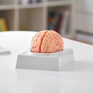 Tedco Toys 4D Vision Orca Anatomy Model - Walmart.com